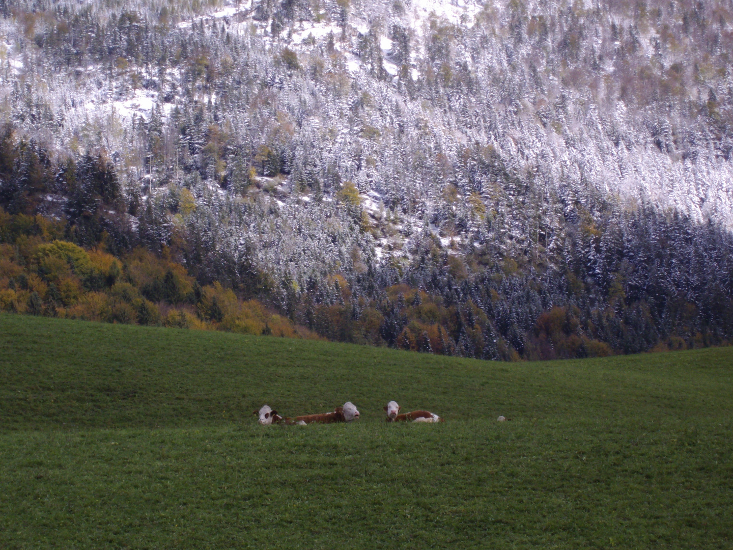 Kühe im Salzkammergut