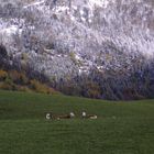 Kühe im Salzkammergut