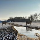 Kühe im Schnee