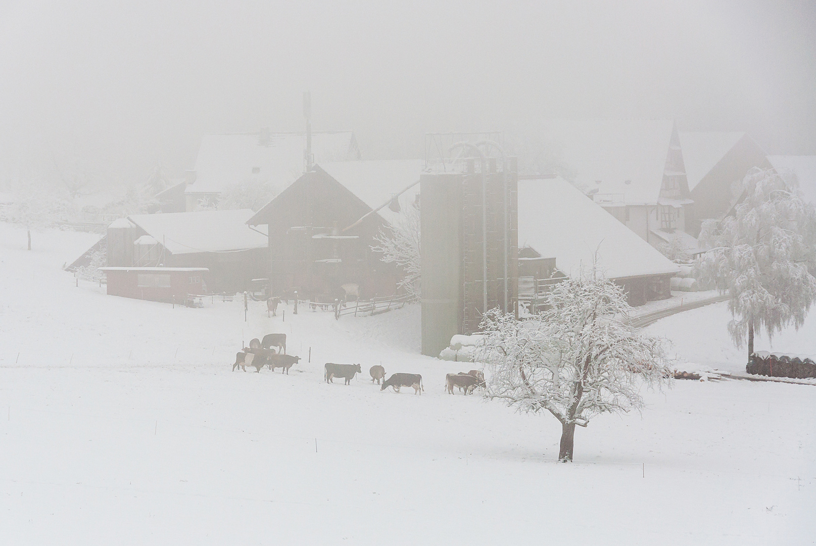 Kühe im Schnee