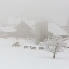 Kühe im Schnee