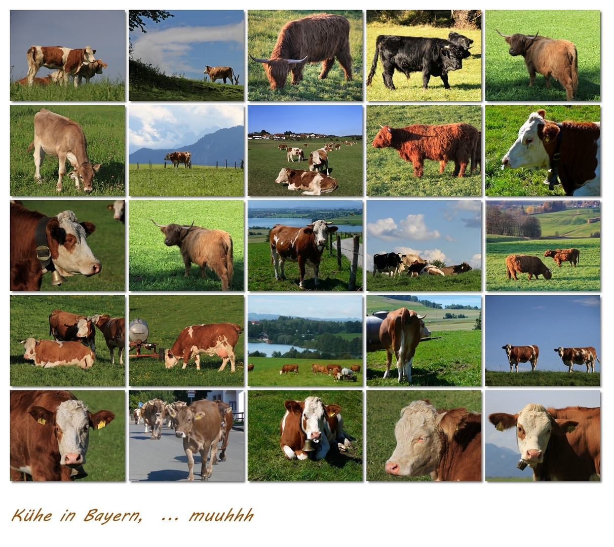 Kühe im schönen Bayern
