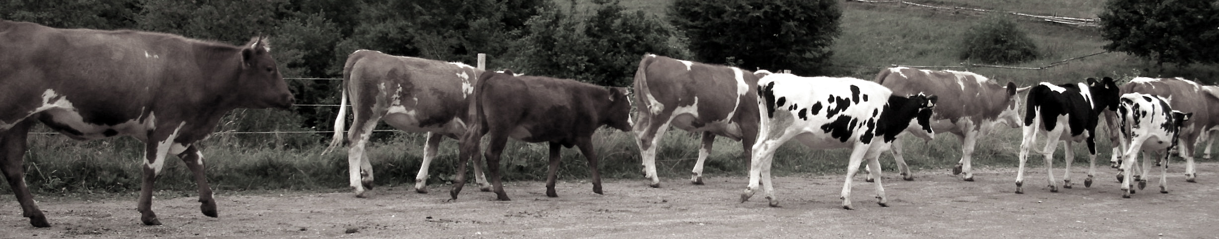 Kühe im Schwarzwald