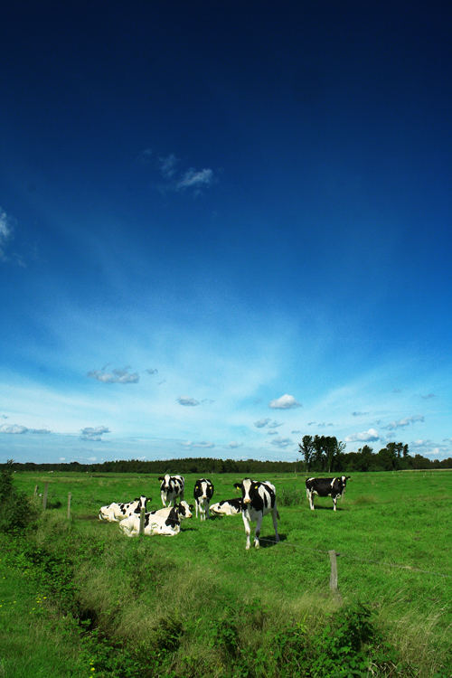 Kühe im Sommer 2