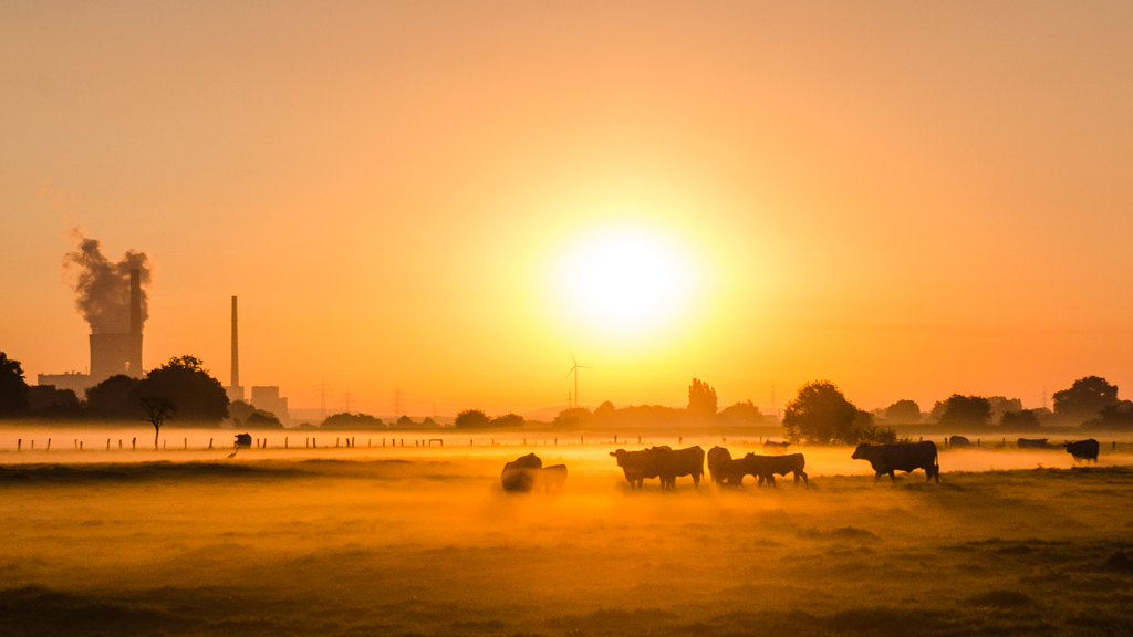 Kühe im Sonnenaufgang