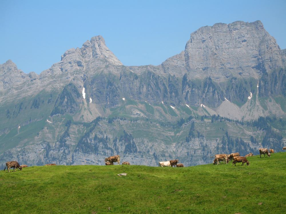 Kühe im Urlaub