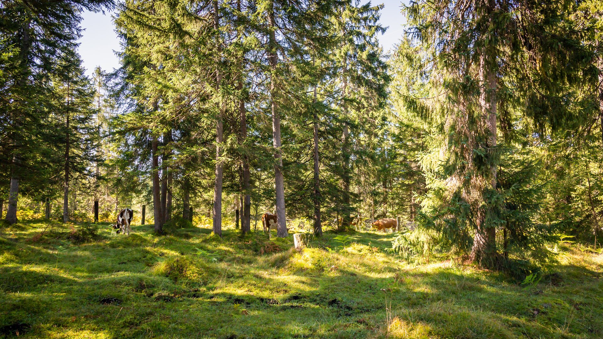 Kühe im Wald