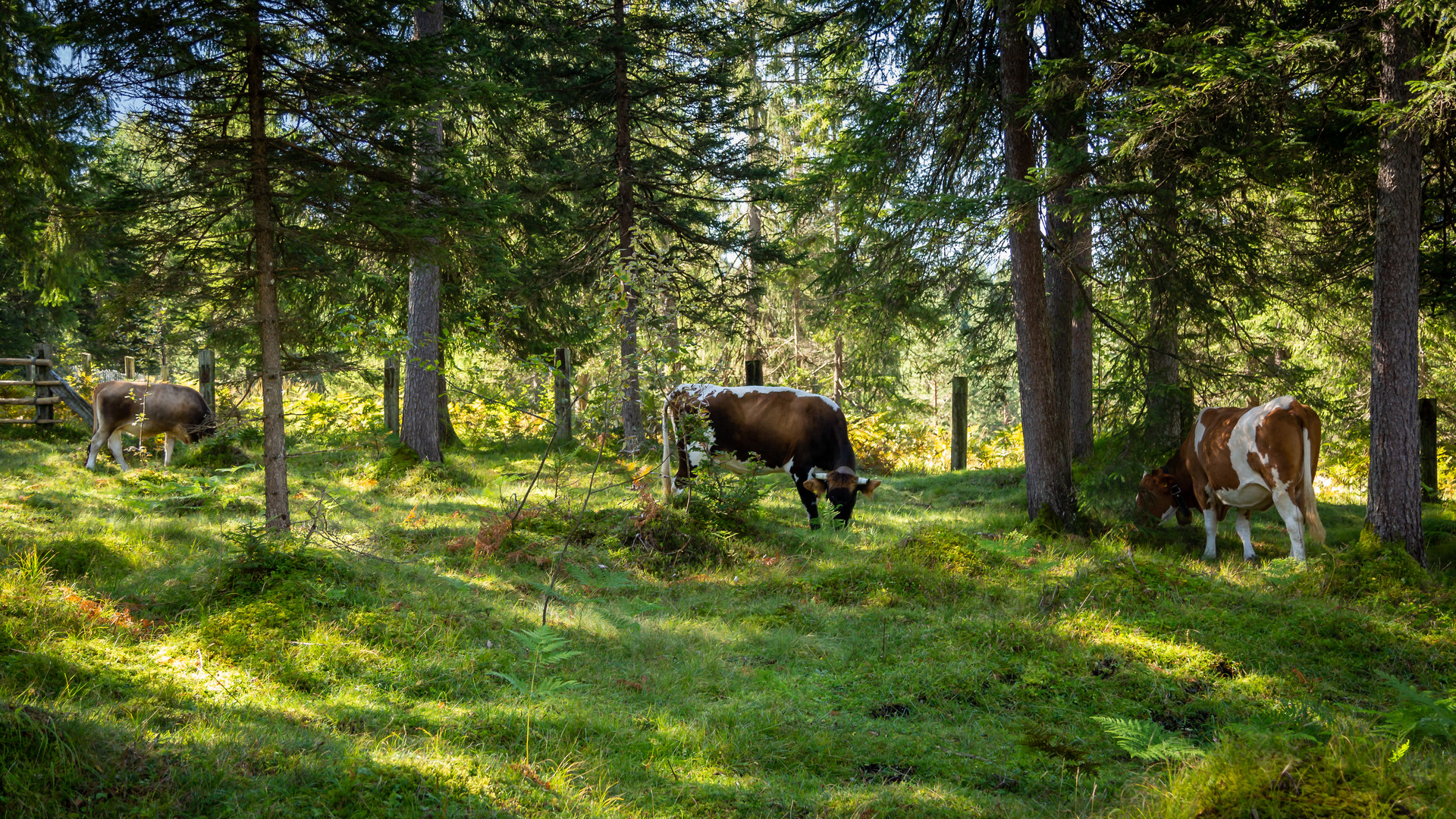 Kühe im Wald