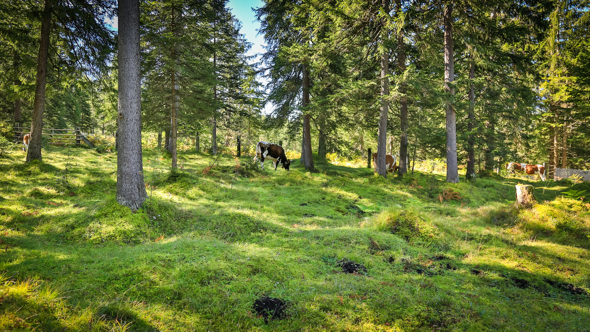 Kühe im Wald