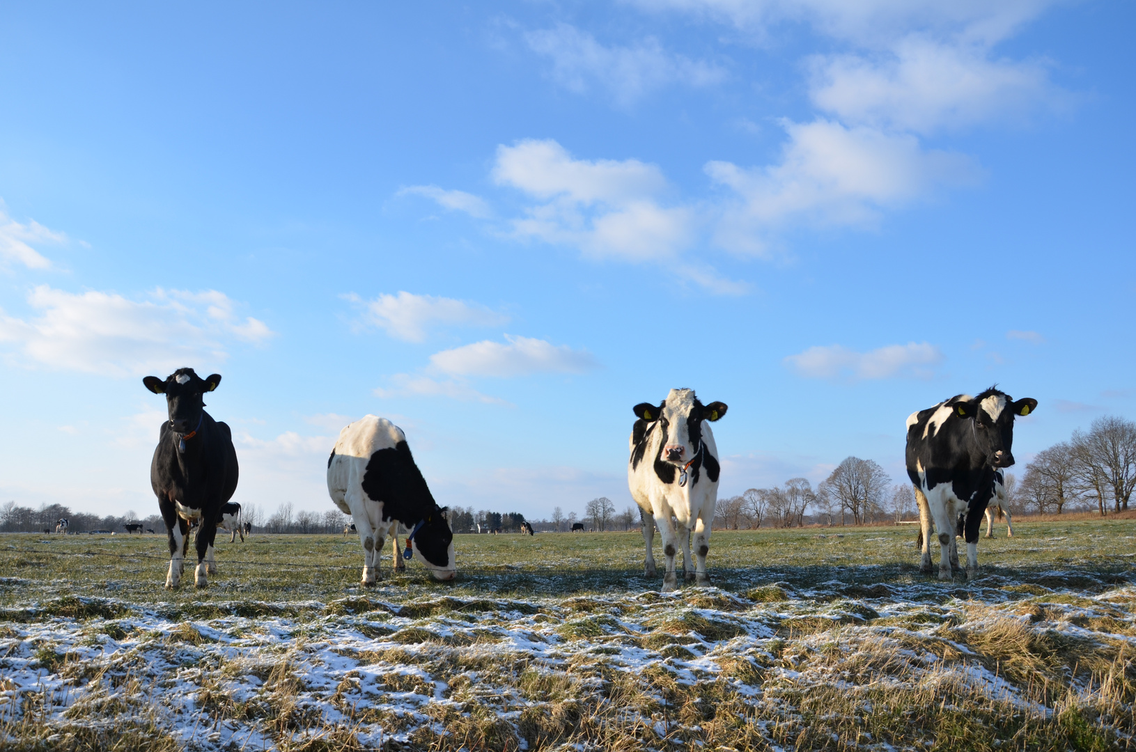 Kühe im Winter