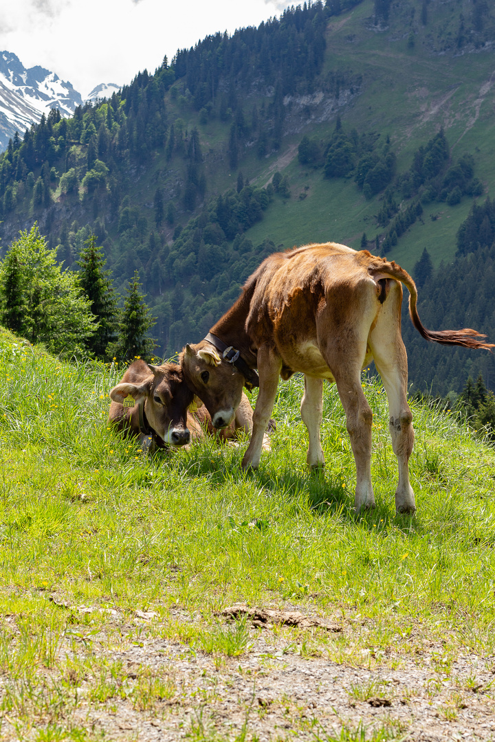 Kühe in den Alpen bei Oberstdorf