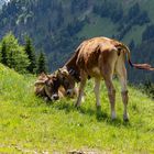 Kühe in den Alpen bei Oberstdorf