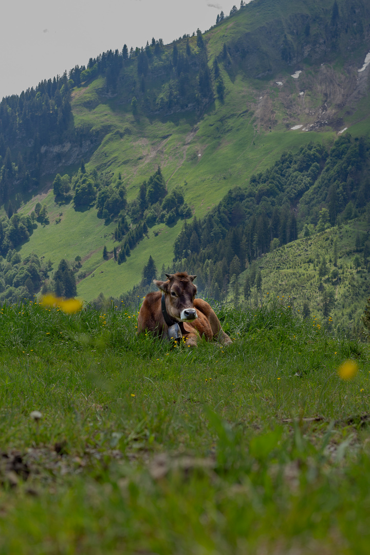 Kühe in den Alpen bei Oberstdorf