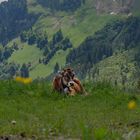 Kühe in den Alpen bei Oberstdorf