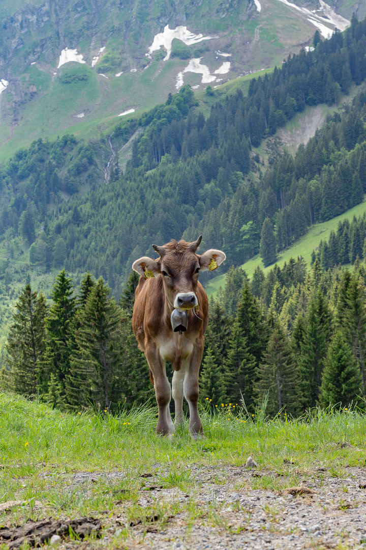 Kühe in den Alpen bei Oberstdorf