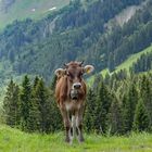 Kühe in den Alpen bei Oberstdorf