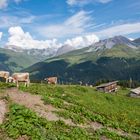 Kühe in den Arosa Bergen