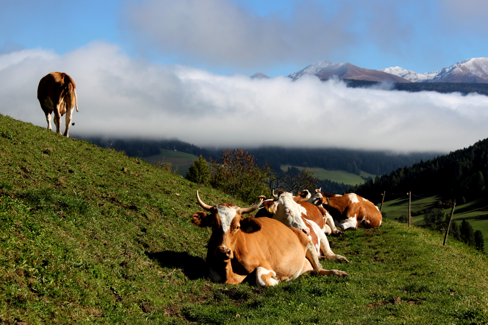 Kühe in den Wolken