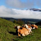 Kühe in den Wolken