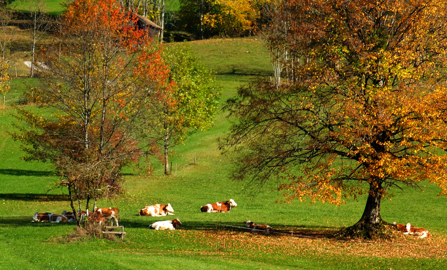 Kühe in der Herbstsonne