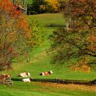 Kühe in der Herbstsonne