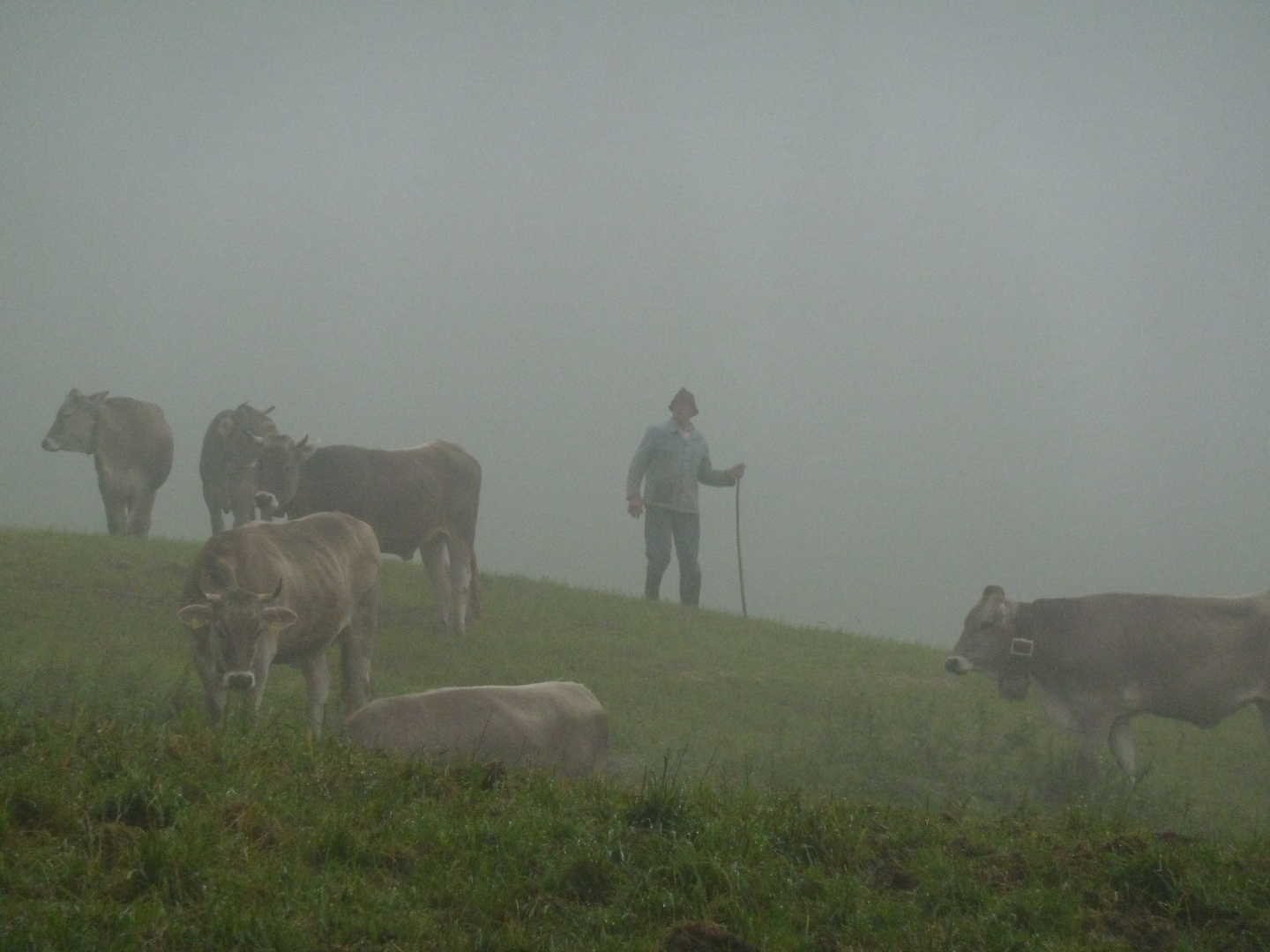 Kühe in der Morgenfrühe auf der Alm