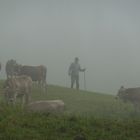 Kühe in der Morgenfrühe auf der Alm