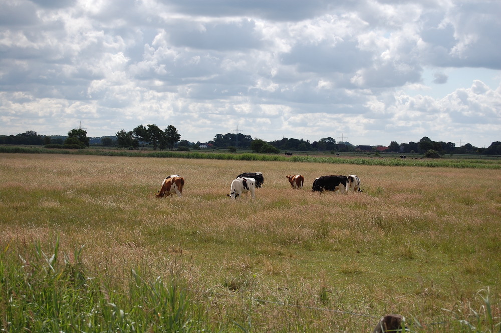 Kühe in Friesland