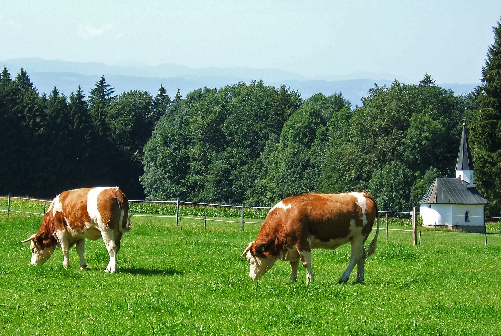 Kühe in göttlicher Nachbarschaft Chiemsee