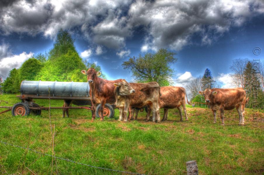 Kühe in HDR