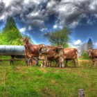 Kühe in HDR