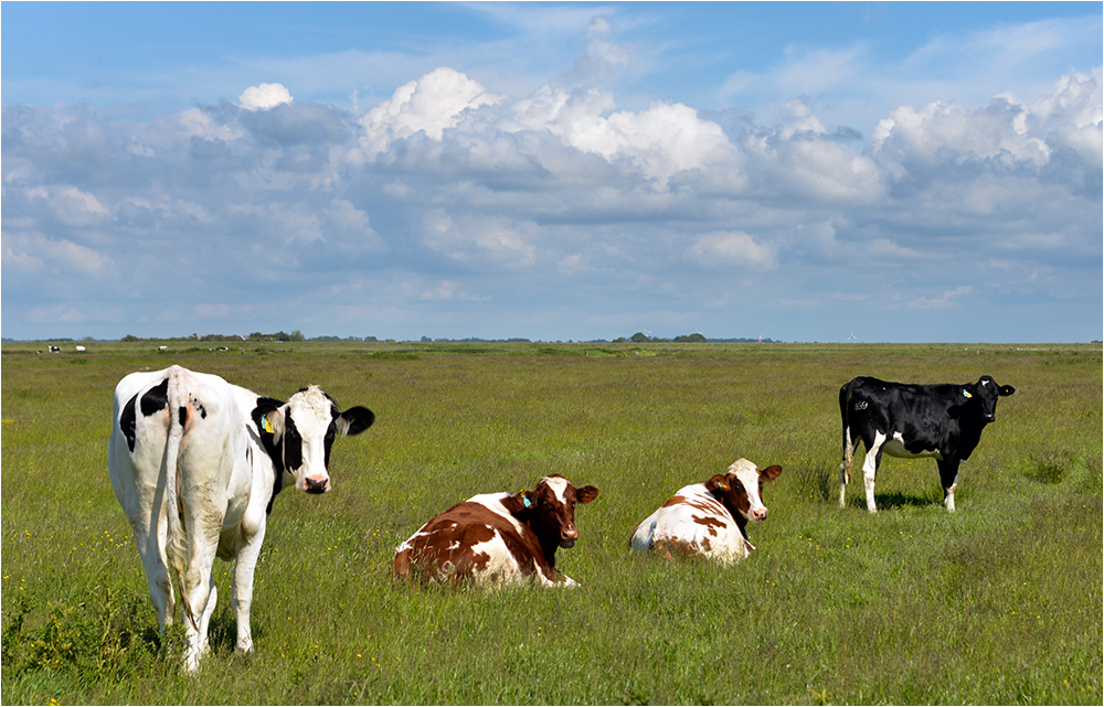 Kühe in Nordfriesland