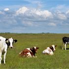 Kühe in Nordfriesland