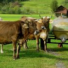 "Kühe in Oberstdorf"