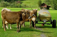 "Kühe in Oberstdorf"