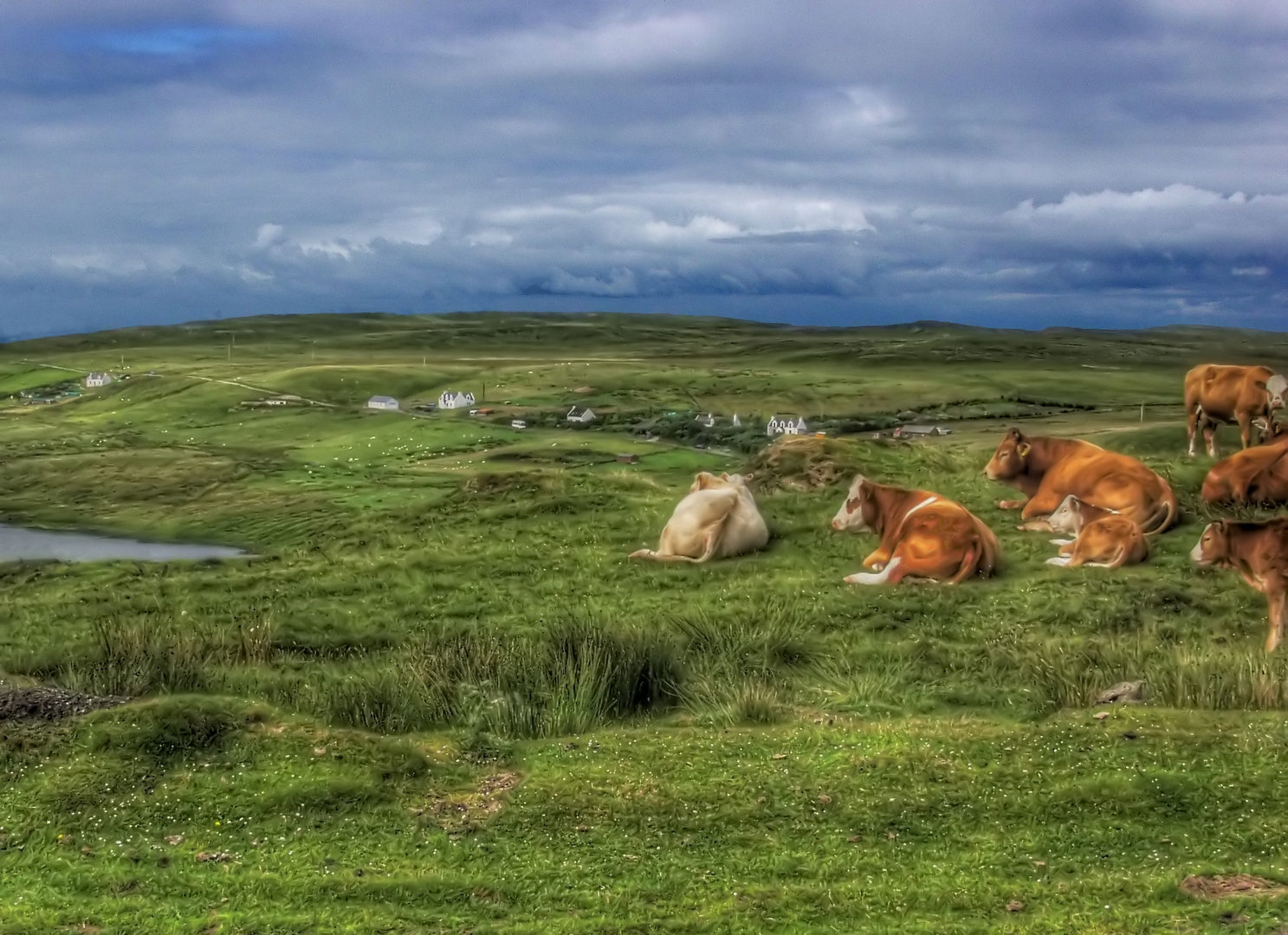 Kühe in Schottland