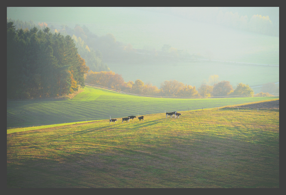 Kühe in später Herbstsonne