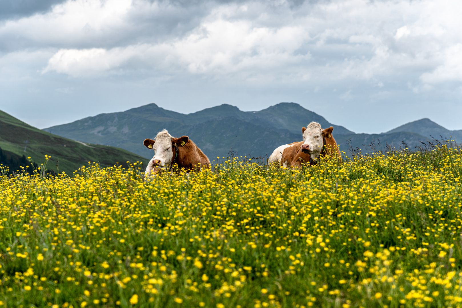 Kühe in Wiesen und Felder