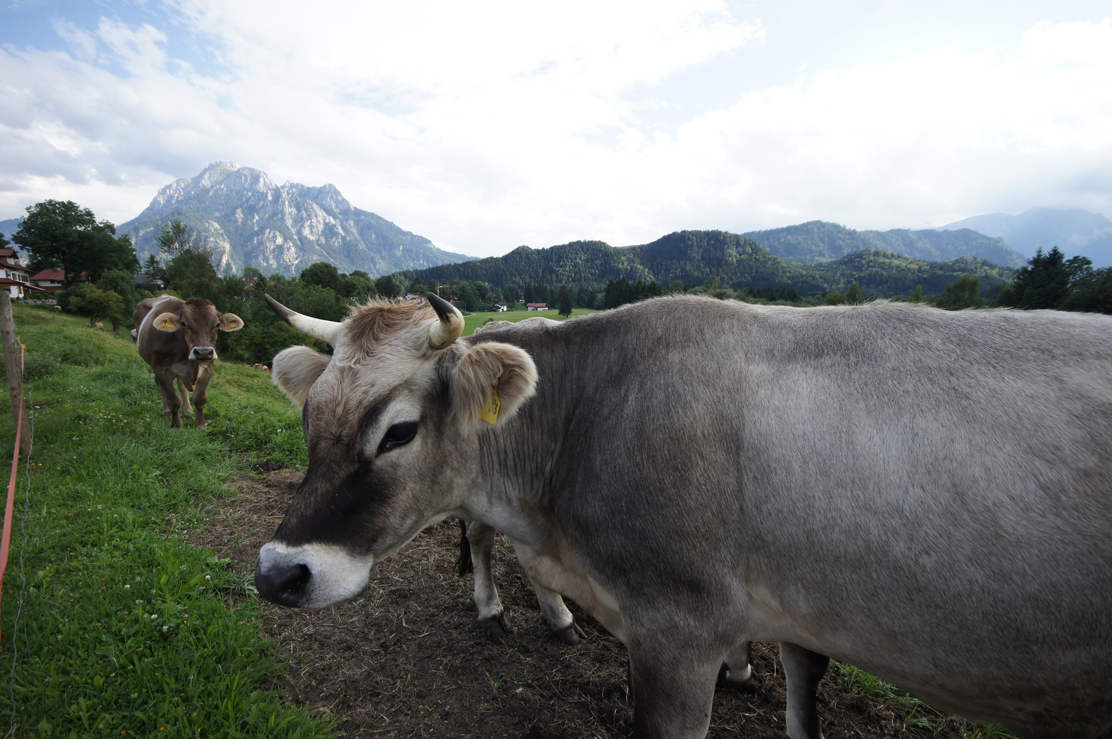 Kühe mit Hintergrund