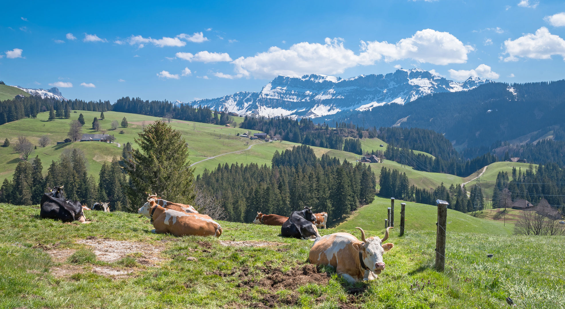 Kühe mit Hörner ... Wikinger-Hörner