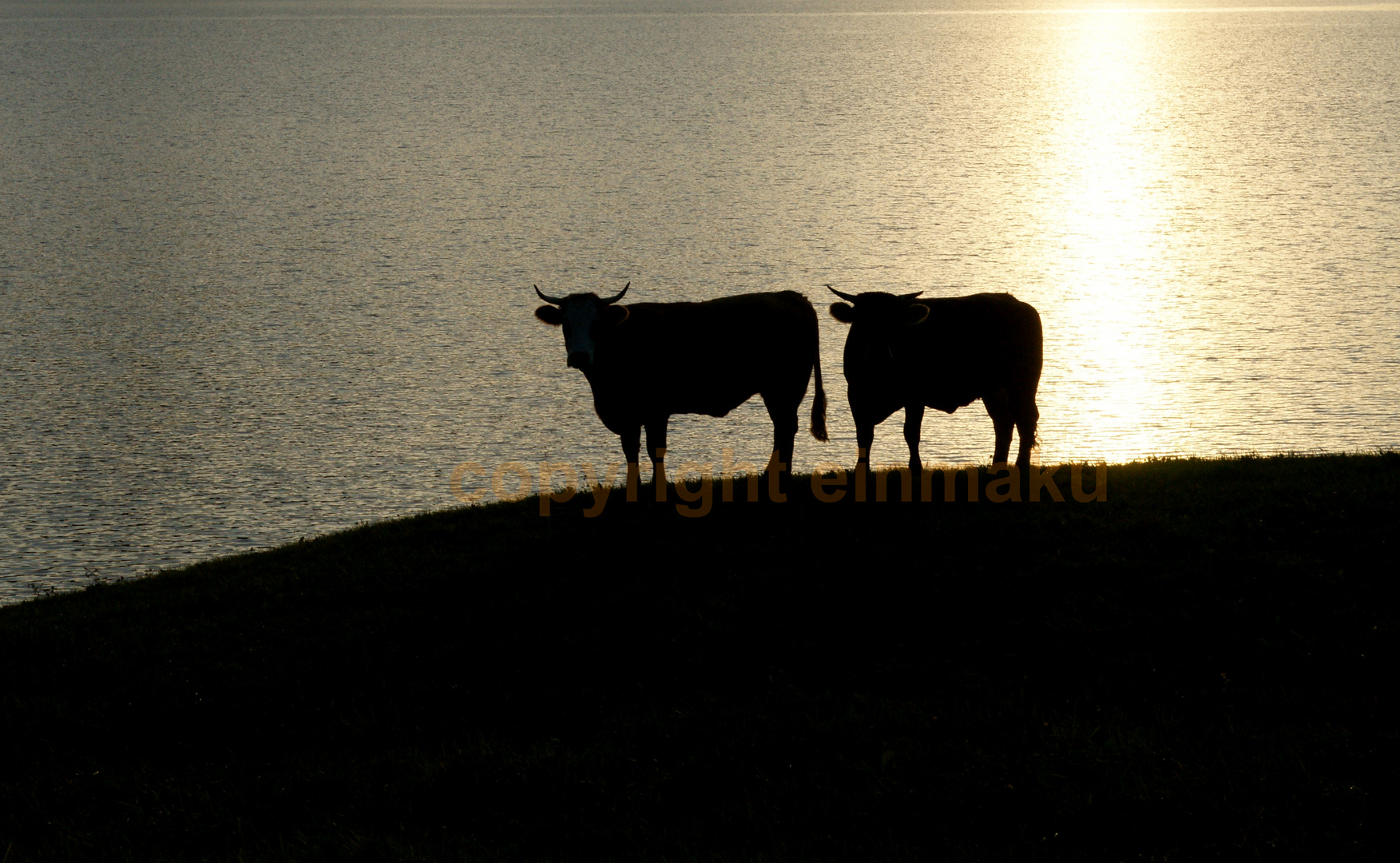 Kühe nehmen Abendsonnenbad