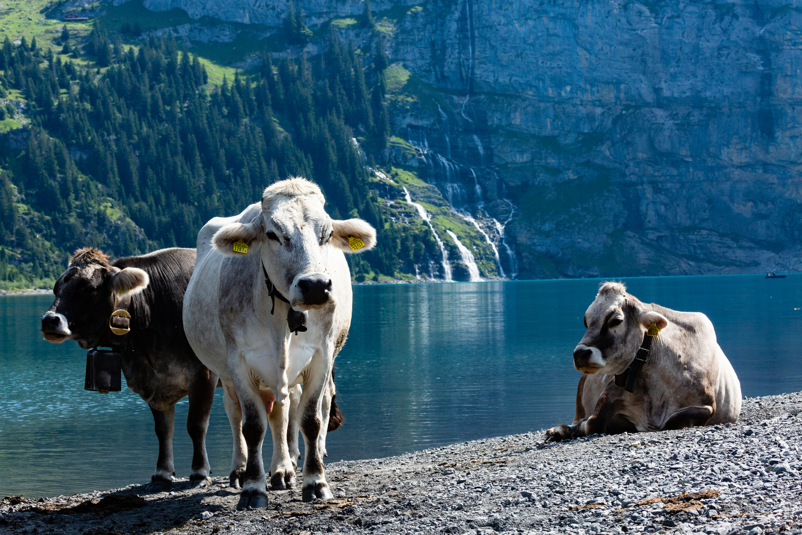 Kühe, Oeschinensee und Wasserfälle