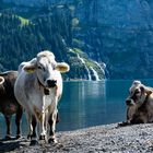Kühe, Oeschinensee und Wasserfälle