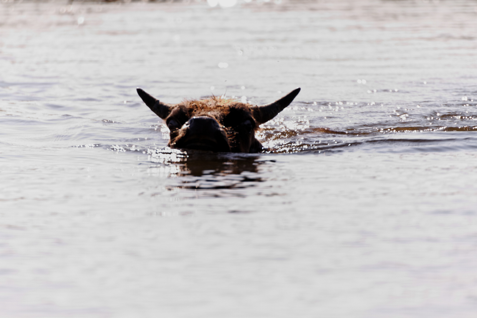 Kühe schwimmen im Donaudelta