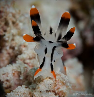 Kühe sind gar nicht lila (2).