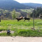 Kühe + Stiere - Luftsprünge - Lebensfreude pur