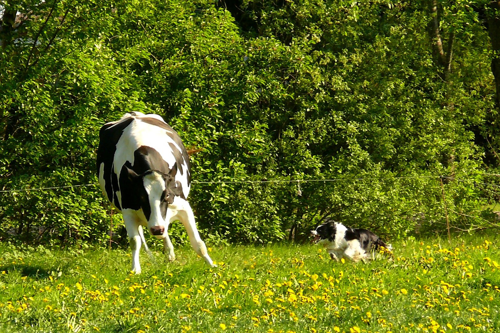 Kühe treiben