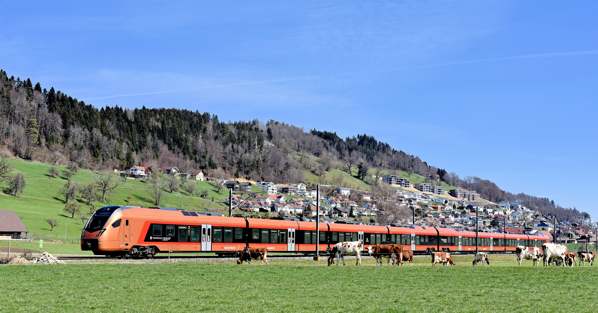 Kühe und Eisenbahn