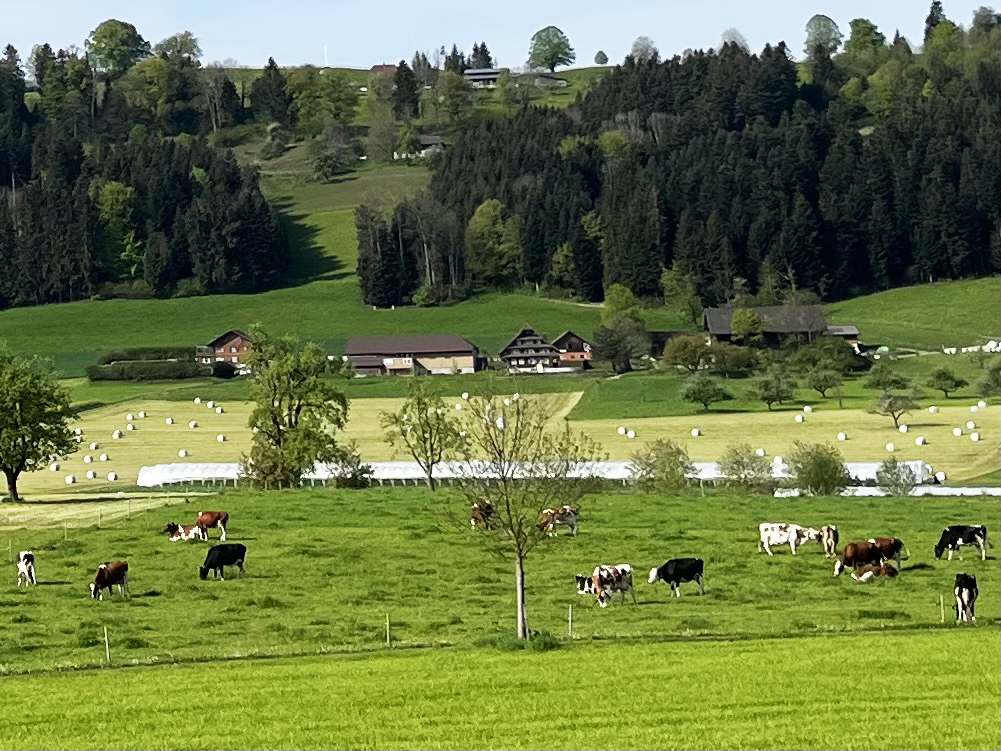 Kühe und Golf