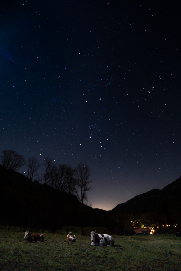 Kühe unterm Sternenhimmel 